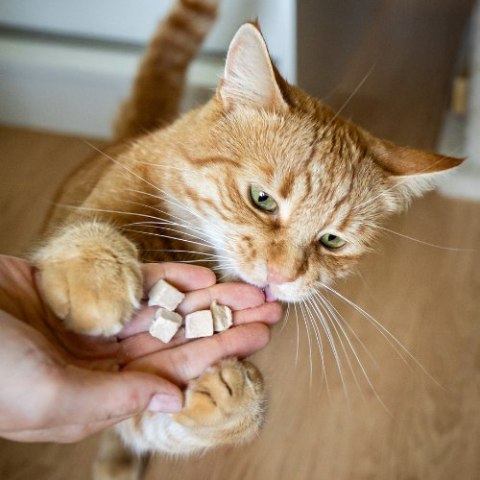KidCat Super Premium - 100% liofilizowane mięso kaczki 25g