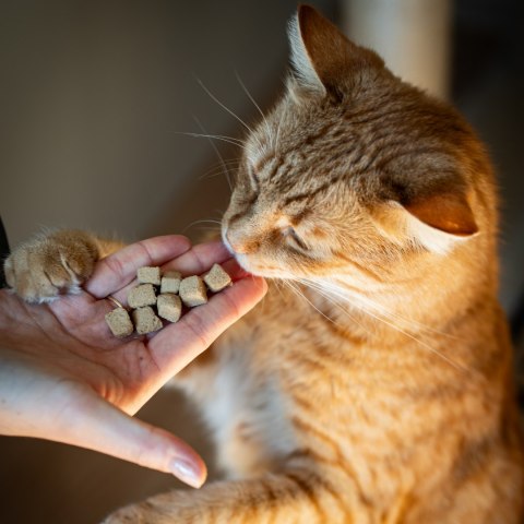 KidCat Super Premium - 100% liofilizowane mięso strusia 25g